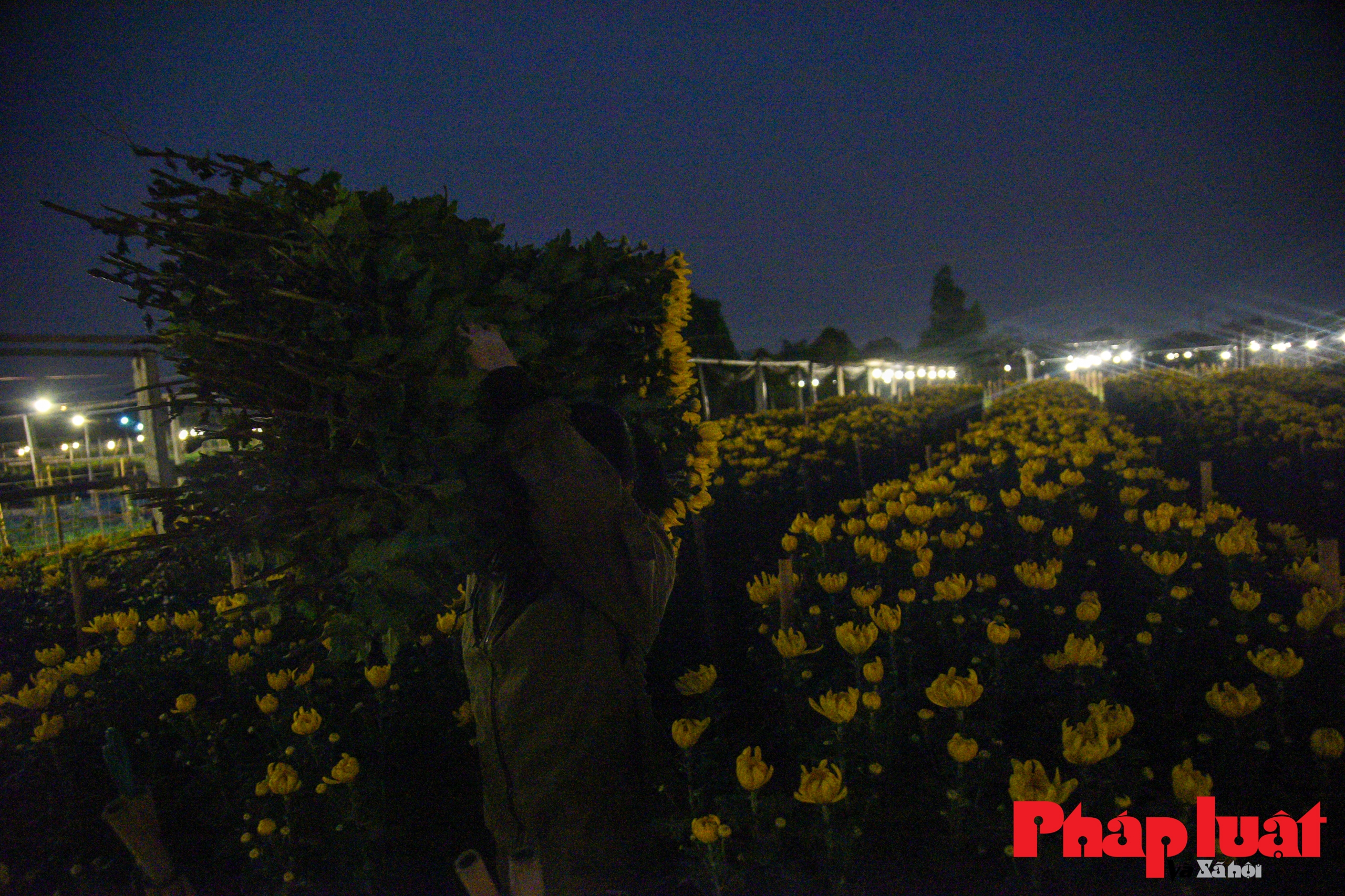Hà Nội: người dân Tây Tựu chong đèn xuyên đêm thúc hoa nở đón Tết