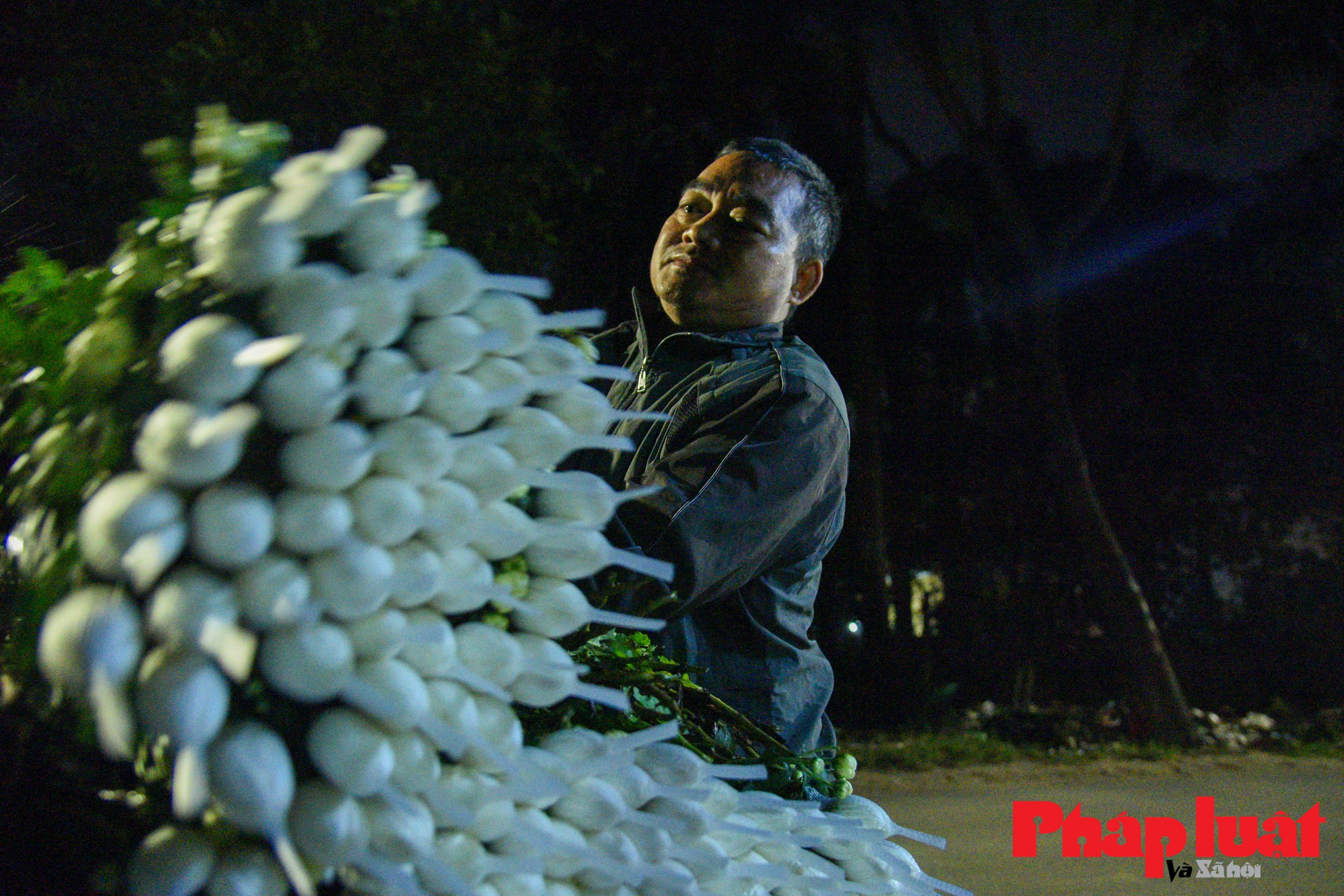 Hà Nội: người dân Tây Tựu chong đèn xuyên đêm thúc hoa nở đón Tết