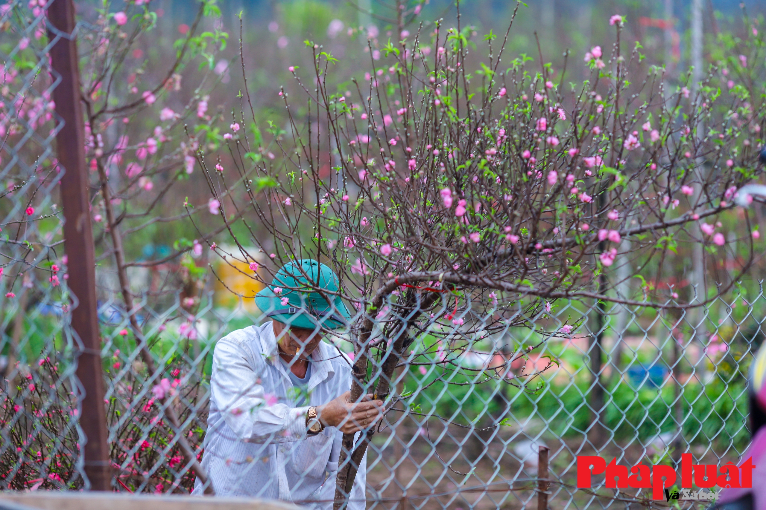 Làng đào Nhật Tân rộn ràng trước Tết Nguyên đán Giáp Thìn