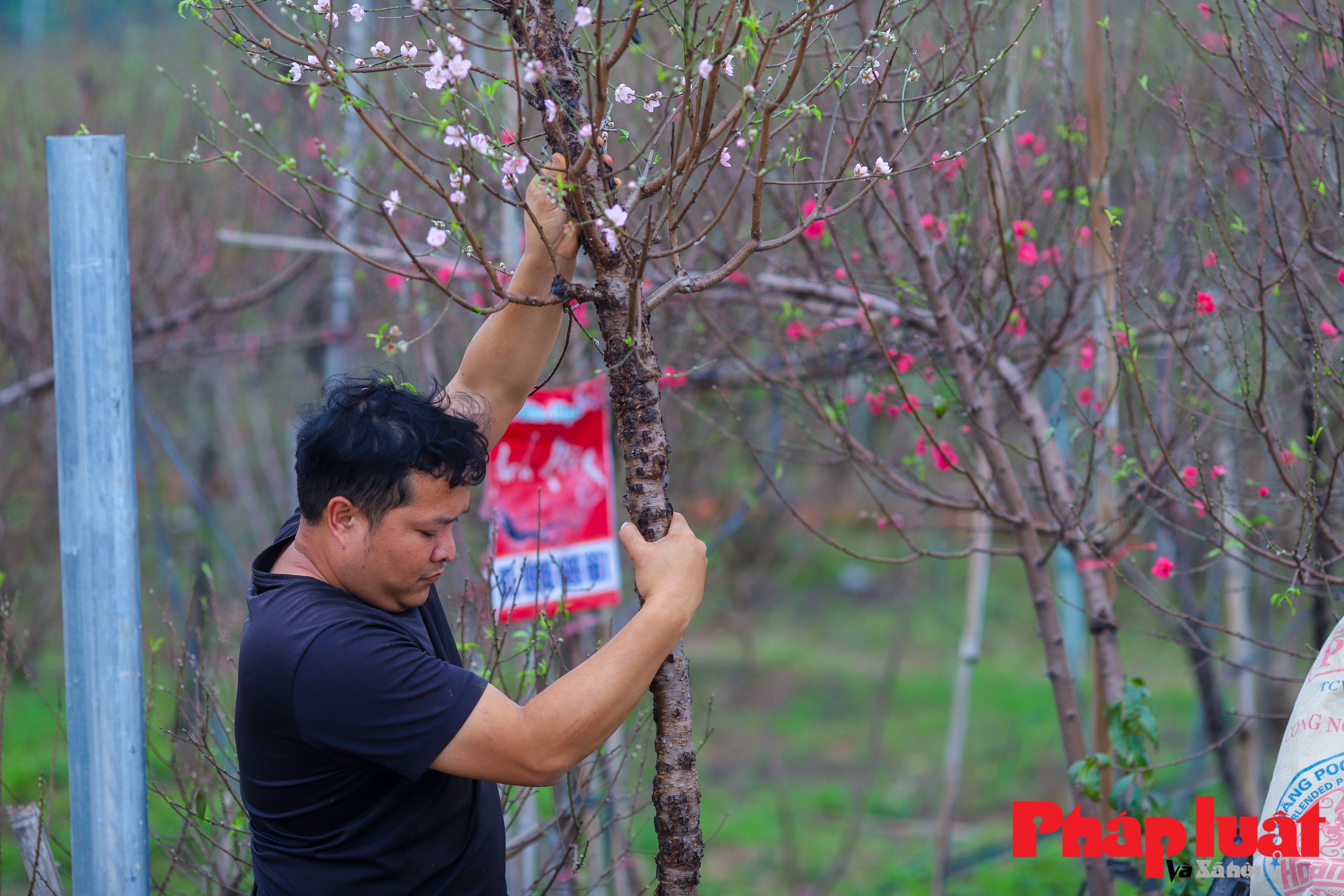 Làng đào Nhật Tân rộn ràng trước Tết Nguyên đán Giáp Thìn