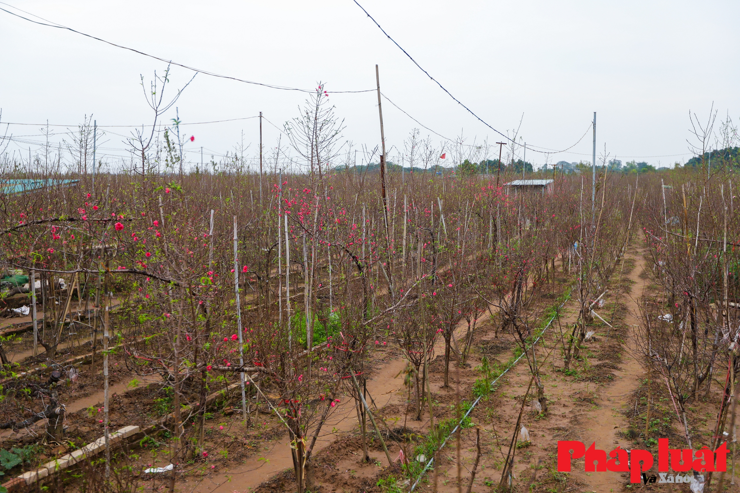 Làng đào Nhật Tân rộn ràng trước Tết Nguyên đán Giáp Thìn