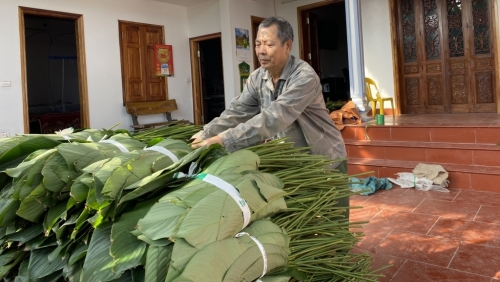 Người dân làng Tràng Cát tất bật cắt lá dong phục vụ thị trường Tết