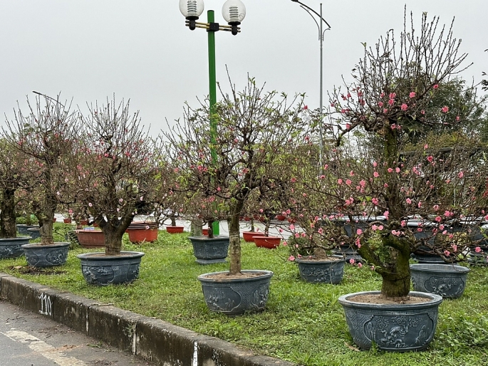 Mặc dù những ngày gần đây thời tiết không thuận lợi nhưng hơn 400 lô kinh doanh hoa, cây cảnh... tại chợ mới đã được người dân đăng ký hết và thực hiện nộp phí dịch vụ đầy đủ.