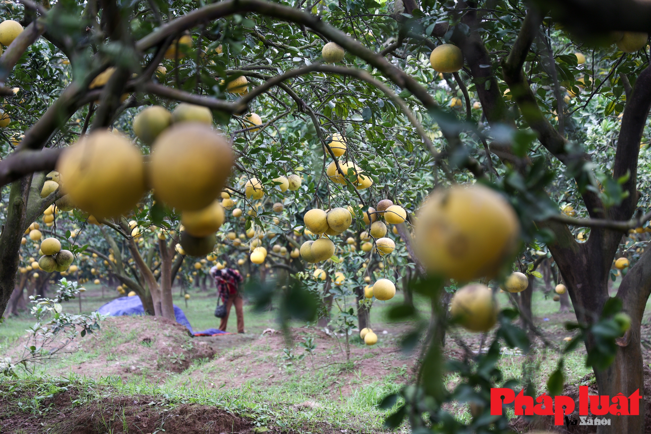 Người Hà Nội thích thú check-in vườn bưởi Diễn sai trĩu quả
