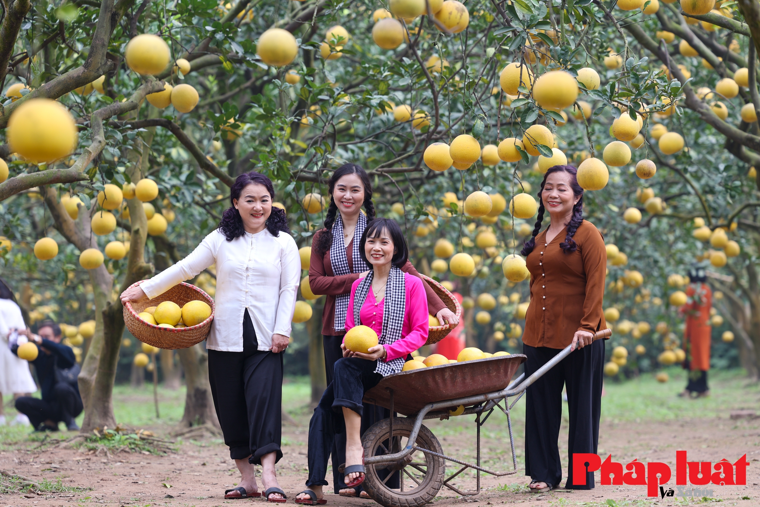 Người Hà Nội thích thú check-in vườn bưởi Diễn sai trĩu quả