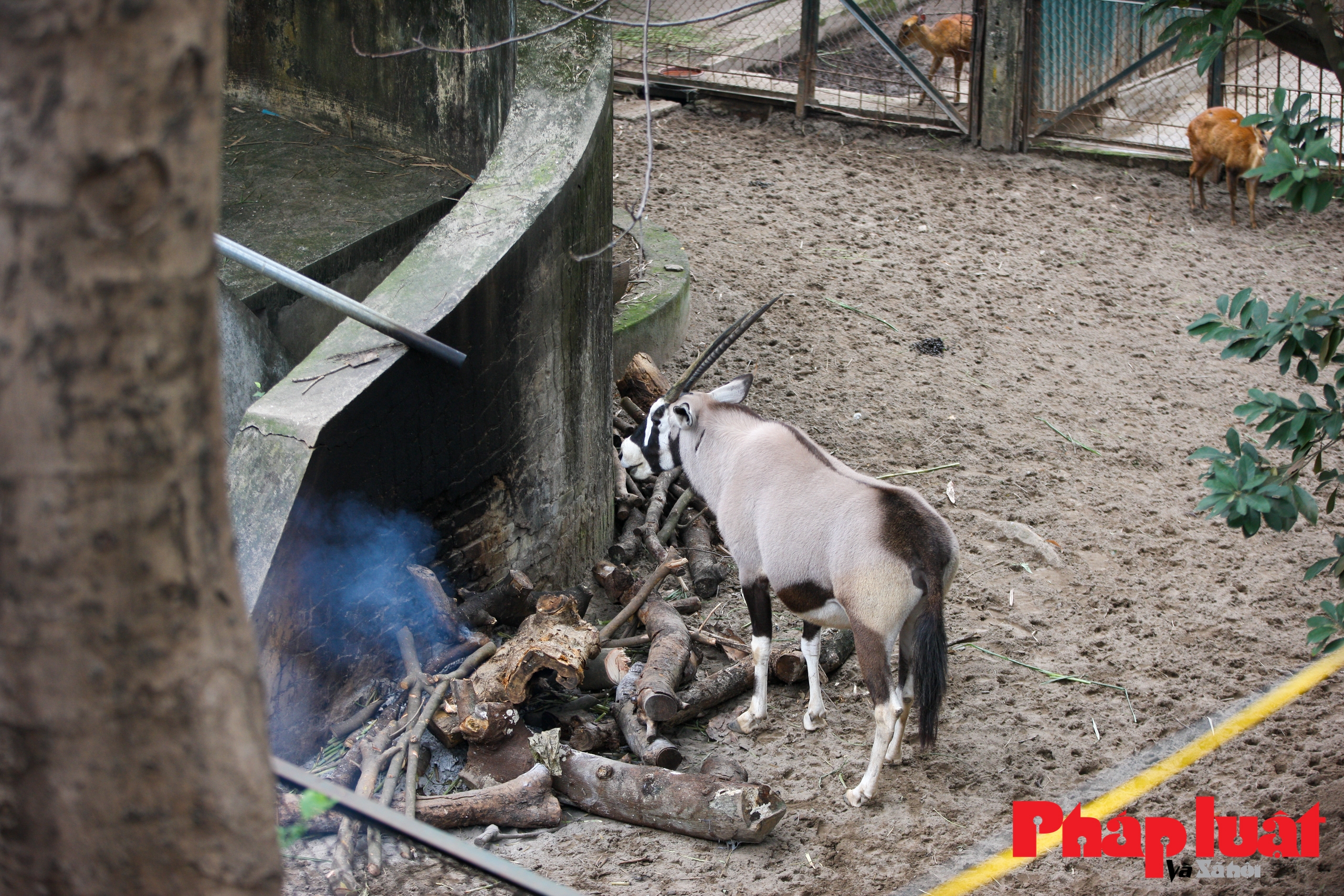 Thực hư việc vườn thú Hà Nội để động vật gầy trơ xương, chịu rét