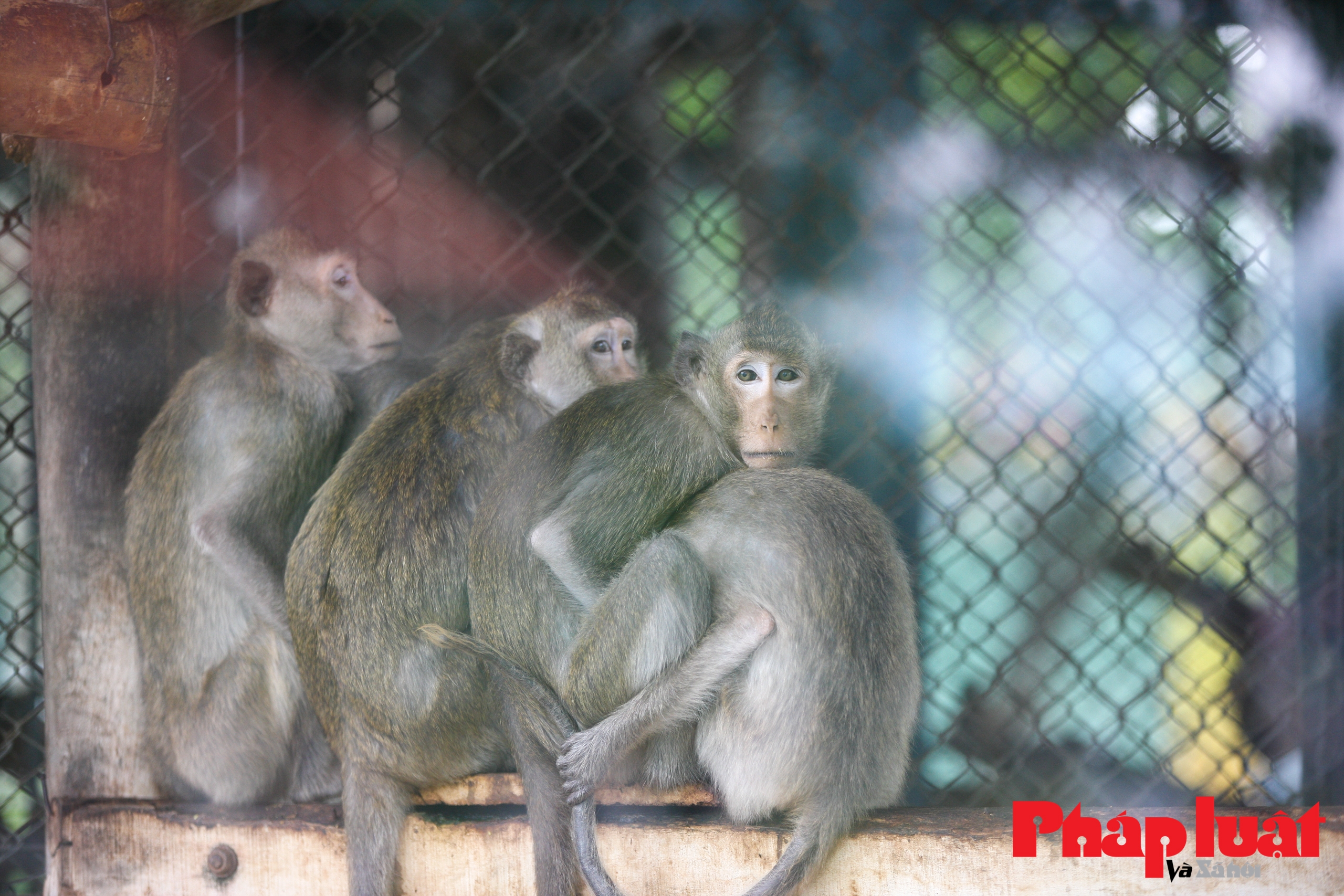 Thực hư việc vườn thú Hà Nội để động vật gầy trơ xương, chịu rét