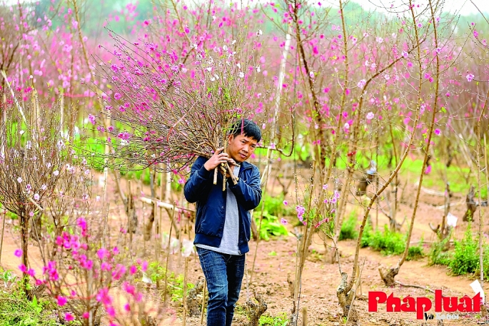 Người dân làng đào Nhật Tân, quận Tây Hồ, Hà Nội, bận rộn dịp gần Tết.  Ảnh: Khánh Huy