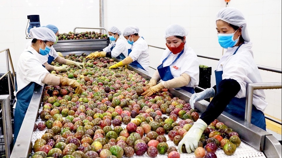 Hơn 1.000 doanh nghiệp Việt Nam xuất nhập khẩu hàng hóa dịp Tết Nguyên đán 2024