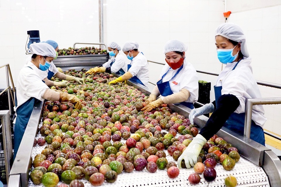 Chế biến trái cây xuất khẩu tại Công ty CP Thực phẩm xuất khẩu Đồng Giao - Chi nhánh Gia Lai. Ảnh: Đức Thụy
