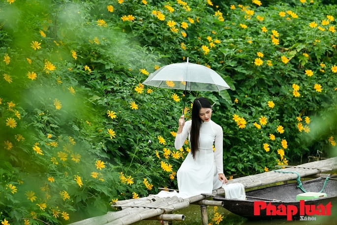 Vườn hoa dã quỳ nằm trong con ngõ nhỏ khu vực phường Xuân Đỉnh, quận Bắc Từ Liêm, Hà Nội, thu hút nhiều du khách đến chụp hình. Ảnh: Khánh Huy
