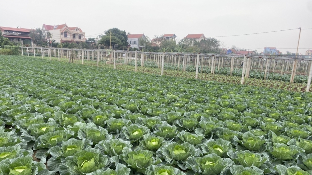 Hà Nội: phát triển vùng nông nghiệp dựa trên chức năng kinh tế, sinh thái