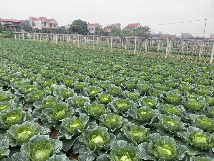 Vùng sản xuất rau an toàn tại huyện Phúc Thọ, Hà Nội. Ảnh: Văn Biên