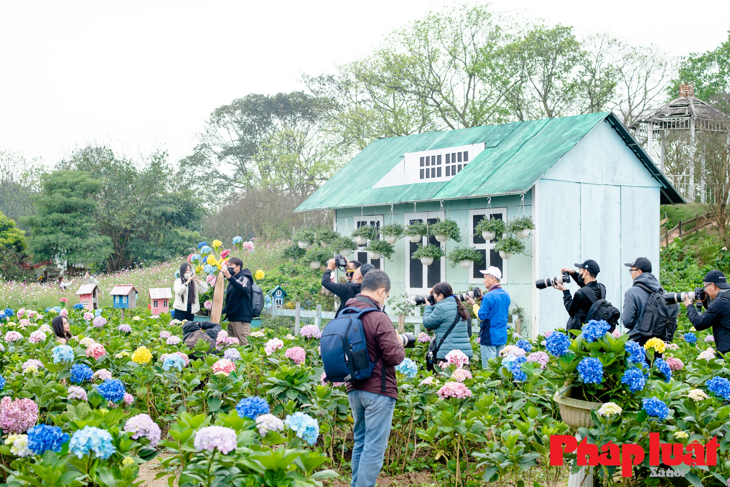 Ngắm nhìn cánh đồng hoa cẩm tú cầu lớn nhất Hà Nội
