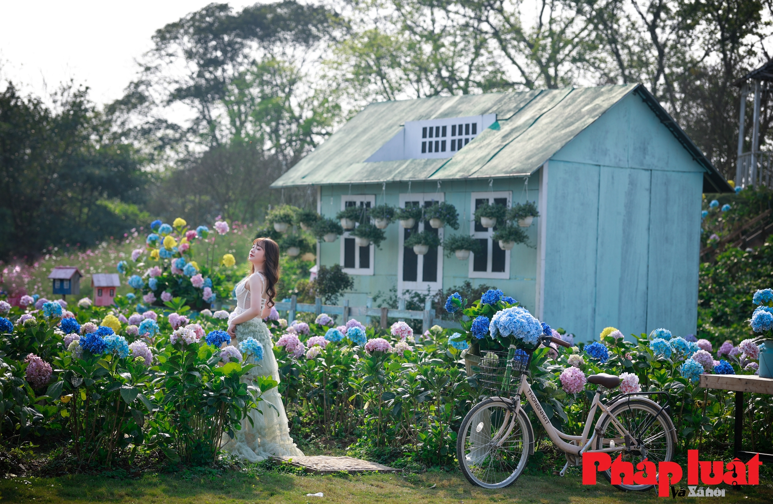 Ngắm nhìn cánh đồng hoa cẩm tú cầu lớn nhất Hà Nội