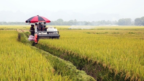 Hà Nội: đẩy mạnh phát triển nguồn giống chất lượng cao