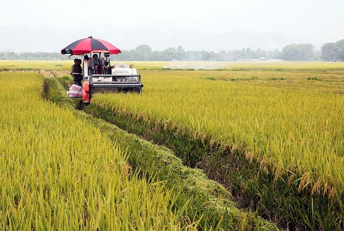 Thu hoạch lúa chất lượng cao tại xã Tam Hưng, huyện Thanh Oai, Hà Nội. Ảnh: TN