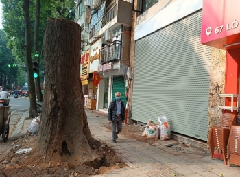 Giao Công an TP Hà Nội làm rõ quy trình chặt hạ cây sao đen trên phố Lò Đúc