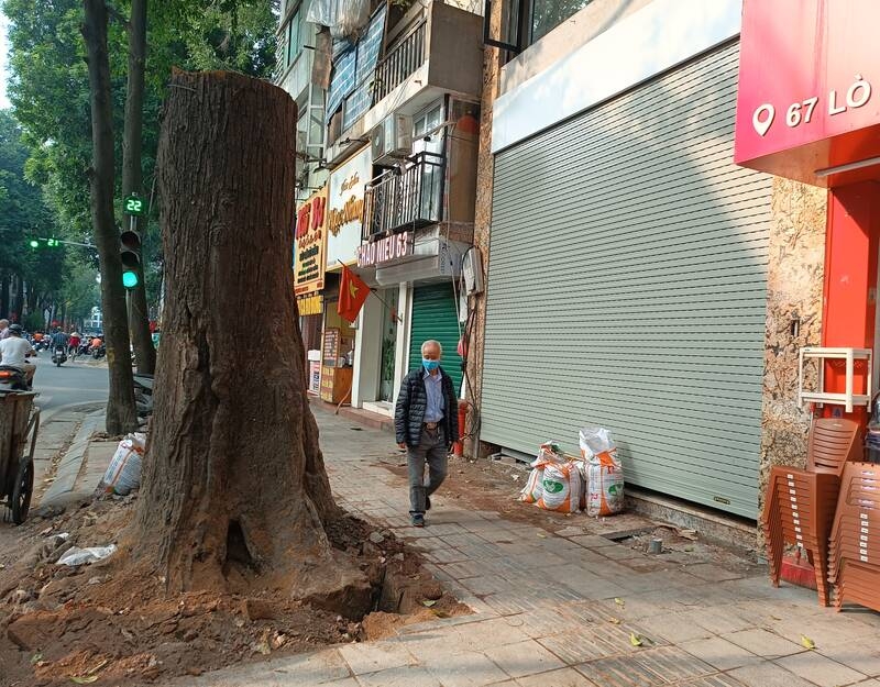 Giao Công an TP Hà Nội làm rõ quy trình chặt hạ cây sao đen trên phố Lò Đúc