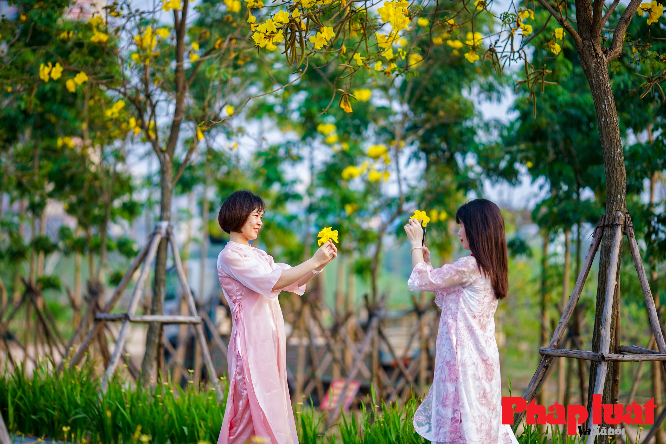 Cận cảnh đường hoa gạo và phong linh độc nhất tại Hà Nội