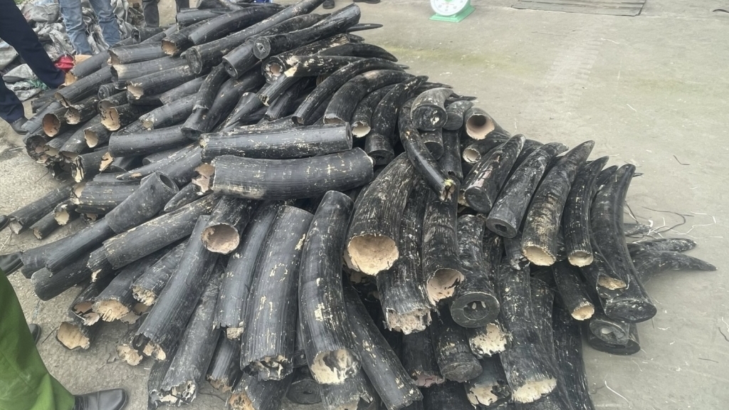 Hải Phòng: phát hiện vụ nhập lậu gần 1,6 tấn ngà voi với chiêu thức tinh vi
