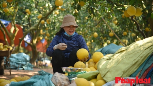 Hỗ trợ chủ thể OCOP làm quen với “số hóa”