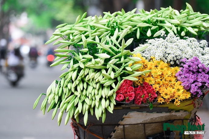 Những ngày tháng Tư, đi trên phố Hà thành, ta sẽ gặp nét dịu dàng của hoa loa trong nắng. Ảnh: Khánh Huy
