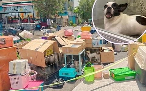 19 con chó và đồ đạc của một cô gái bị đưa ra ngoài sân chung cư