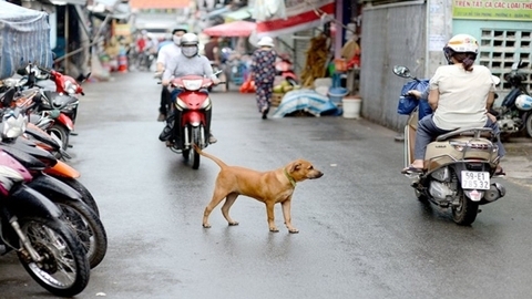 Chó thả rông bao giờ bị xử lý nghiêm hơn?