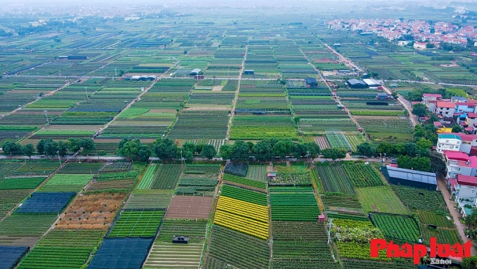 Đất trồng hoa tại Mê Linh, Hà Nội. Ảnh: Khánh Huy 