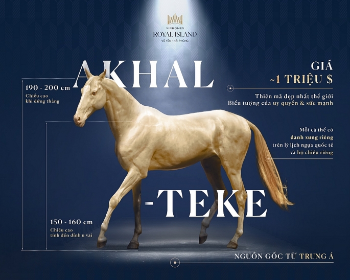 Thông tin về giống ngựa Akhal Teke vừa xuất hiện tại Học viện cưỡi ngựa Hoàng Gia 