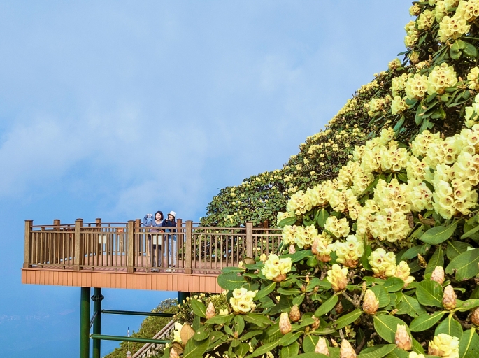 Đường hoa đỗ quyên trên đỉnh Fansipan đẹp tựa chốn thiên đường, hút hàng nghìn lượt khách check in