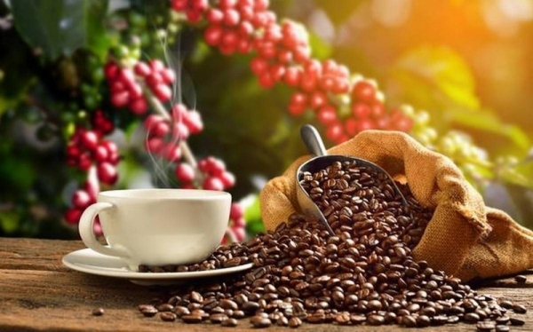 Uống cà phê thế nào để không hại gan?