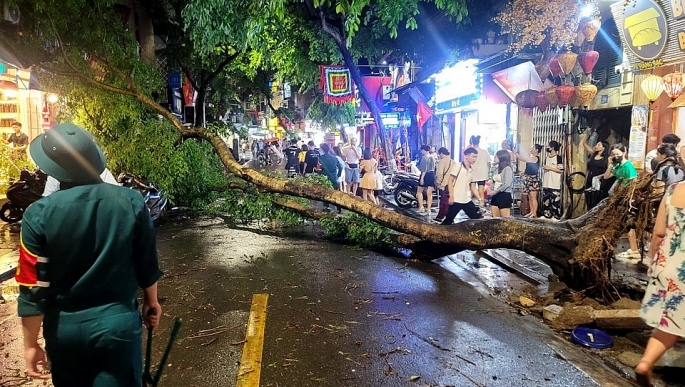 Hà Nội: nhiều cây xanh bị đổ gãy do mưa giông