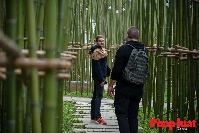 Du khách nước ngoài check in rừng trúc “thu nhỏ” tại khu vực hồ Trúc Bạch, Hà Nội. Ảnh: Khánh Huy