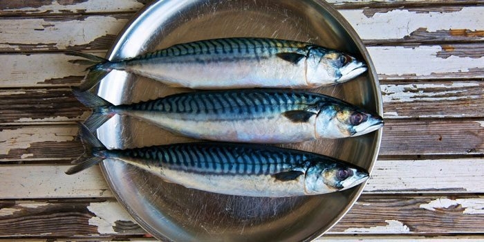Bất ngờ với loại cá giàu dinh dưỡng, DHA gấp 3 cá hồi nhưng giá thành rẻ hơn rất nhiều