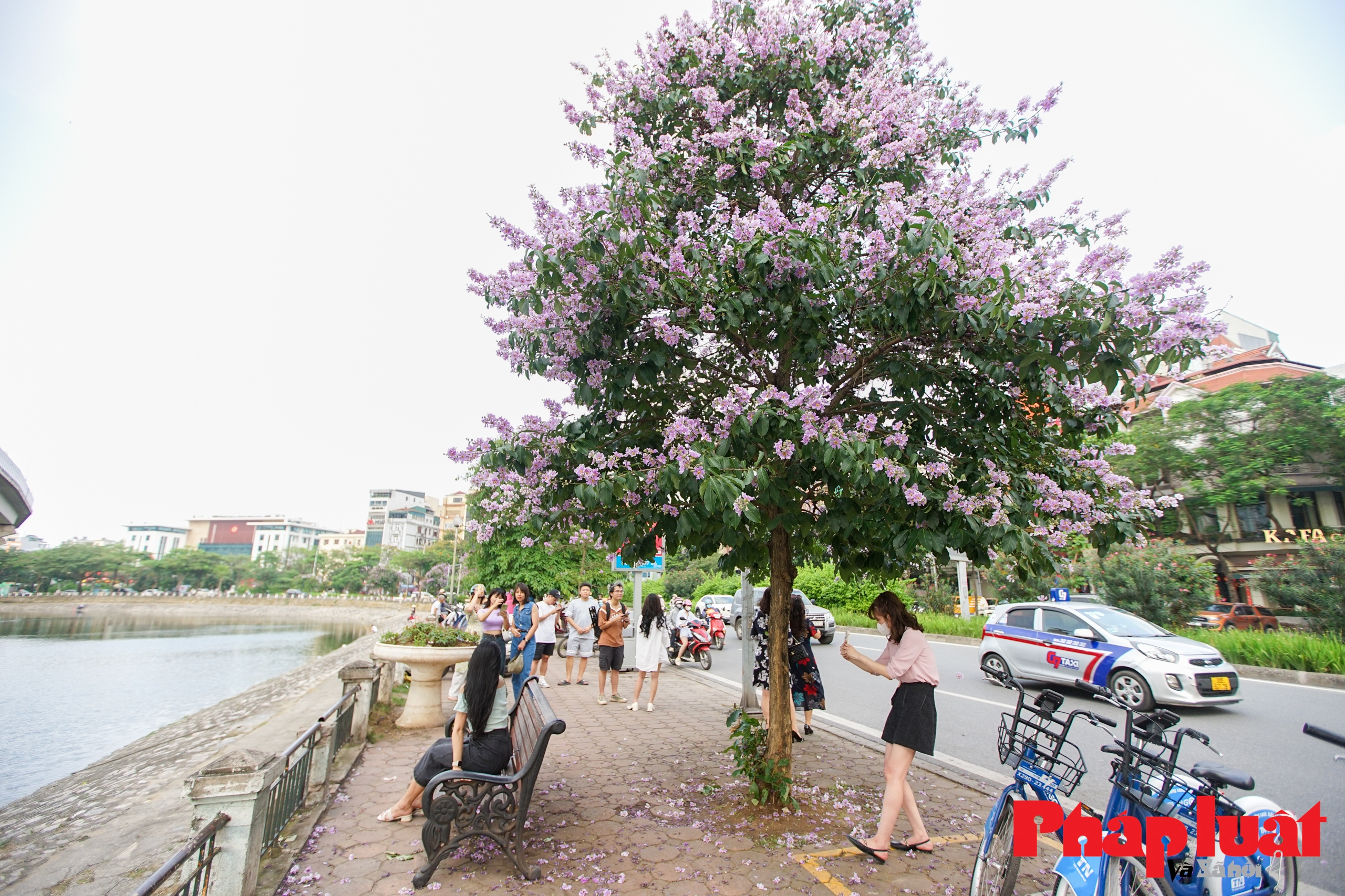Khám phá cây bằng lăng nổi tiếng nhất Hà Nội