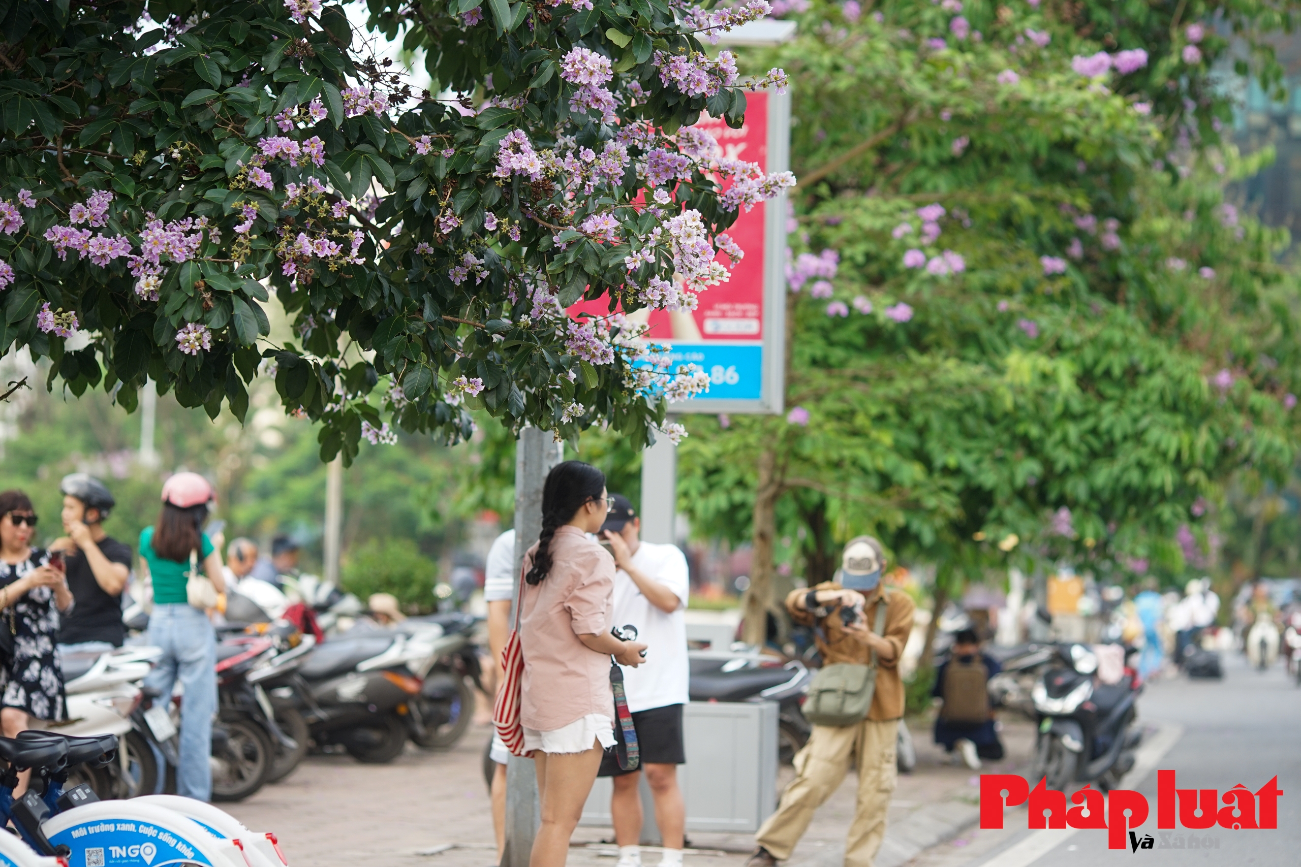 Khám phá cây bằng lăng nổi tiếng nhất Hà Nội