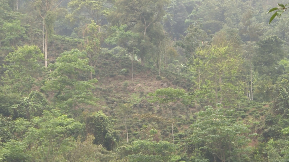 Xét xử bị cáo trong vụ huỷ hoại rừng ở Quang Bình