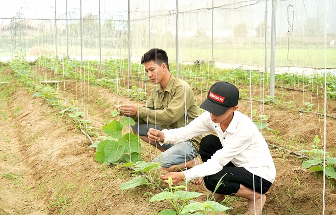 Nâng cao chất lượng đào tạo, bồi dưỡng nghề cho nông dân, lao động nông thôn