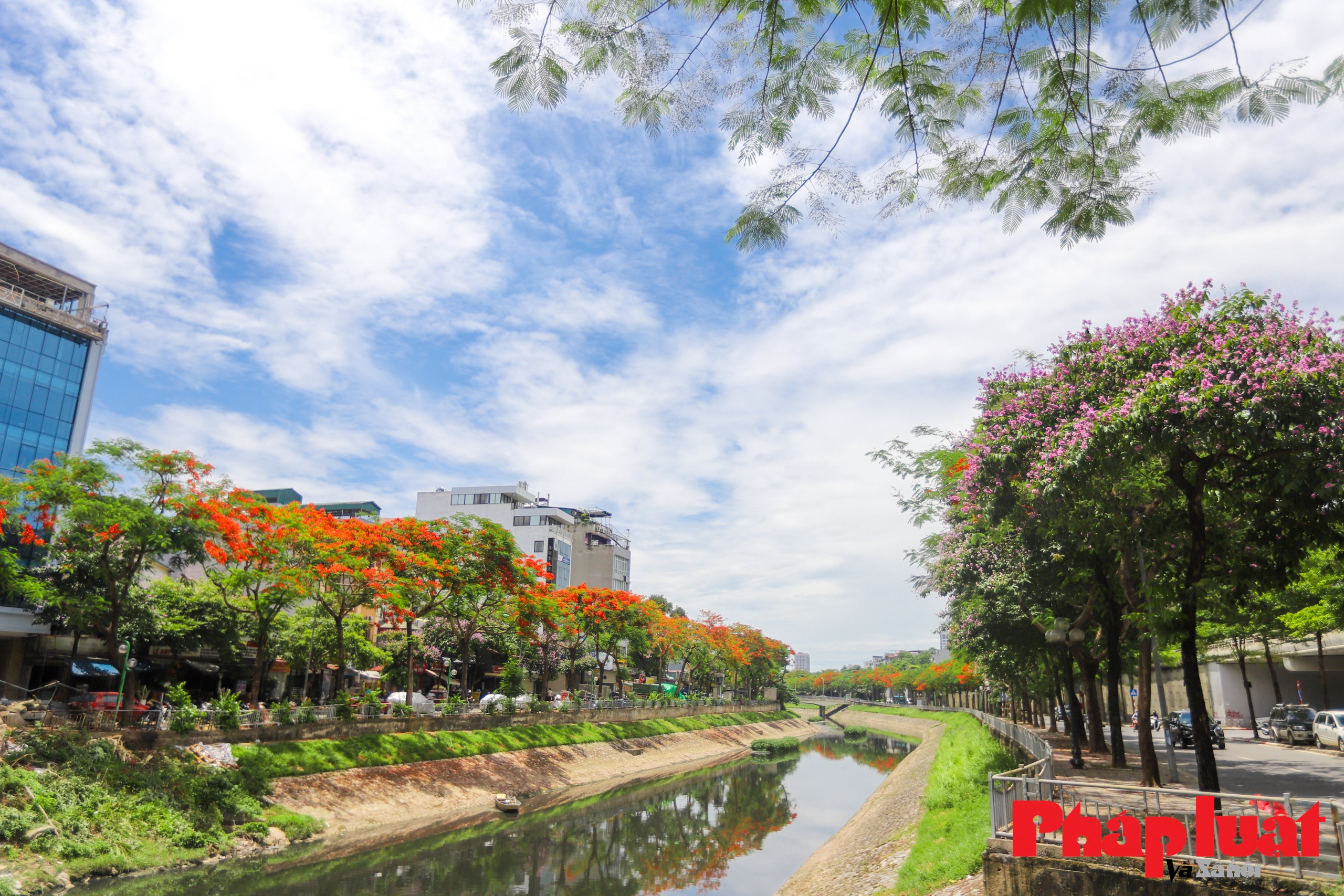 Mùa hoa phượng thơ mộng nở rộ bên bờ sông Tô Lịch