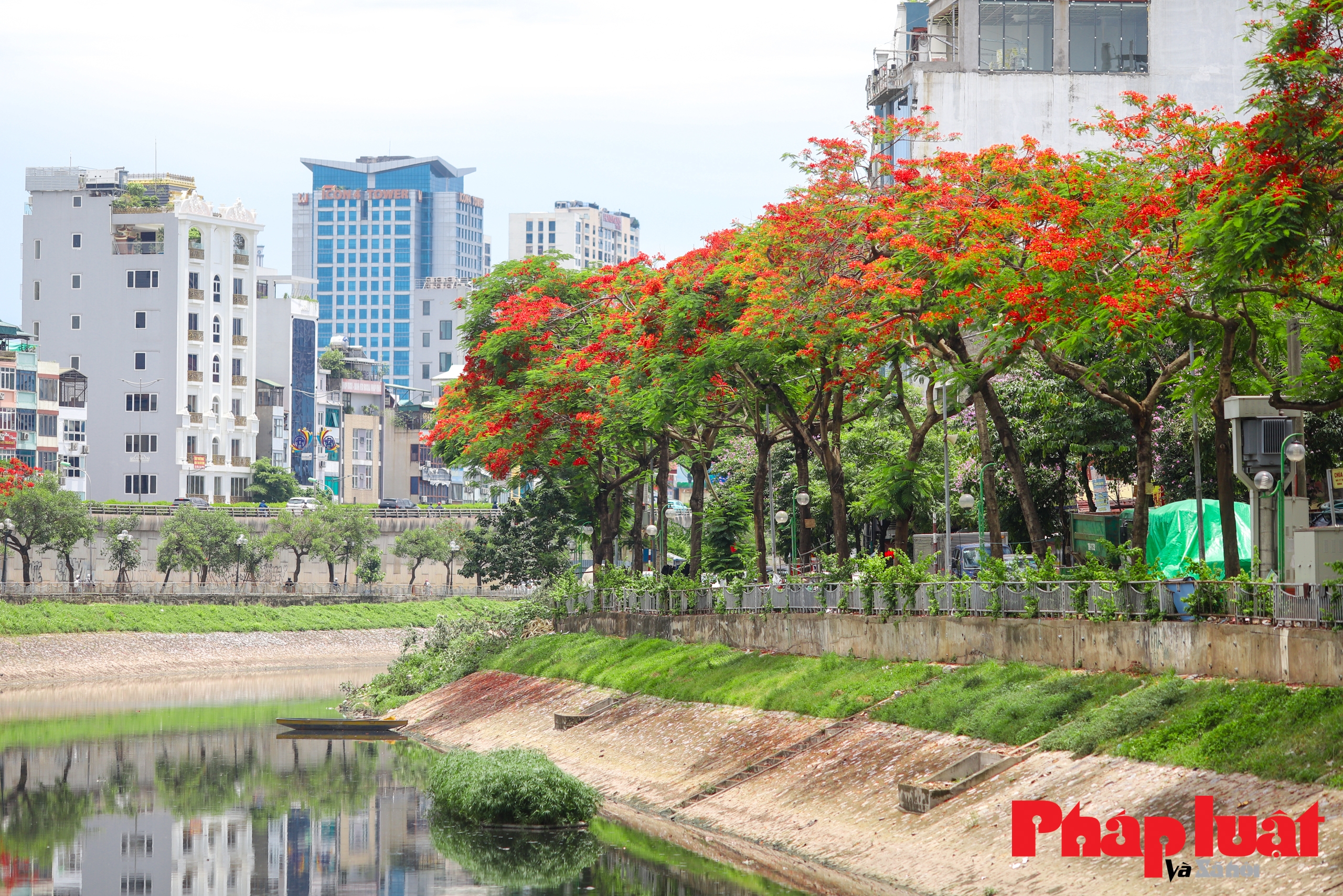 Mùa hoa phượng thơ mộng nở rộ bên bờ sông Tô Lịch