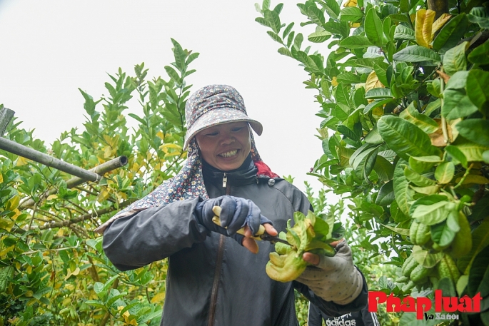 Lao động nữ tại làng phật thủ Đắc Sở (Hoài Đức, Hà Nội). Ảnh: Khánh Huy