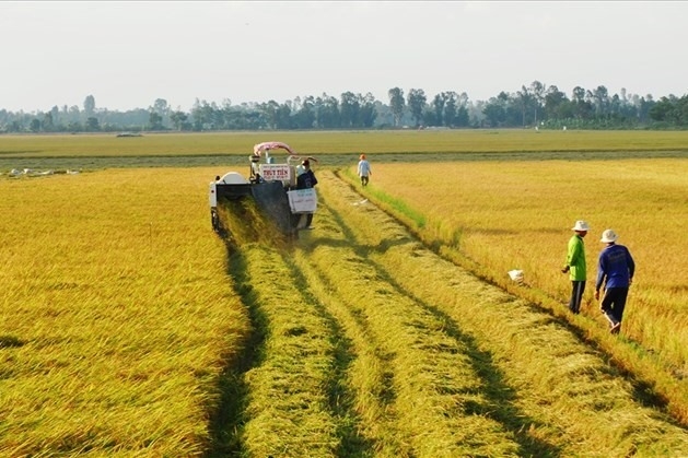 Người không trực tiếp sản xuất nông nghiệp vẫn được phép nhận chuyển nhượng đất trồng lúa?
