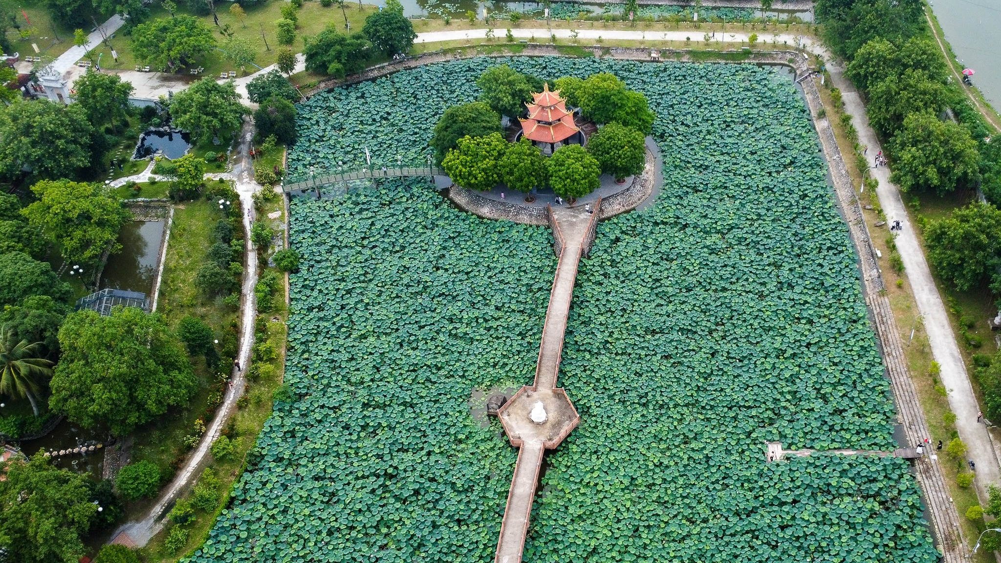 Khám phá đầm sen rộng mênh mông nằm tại ngôi chùa 2.000 năm tuổi ở ngoại thành Hà Nội
