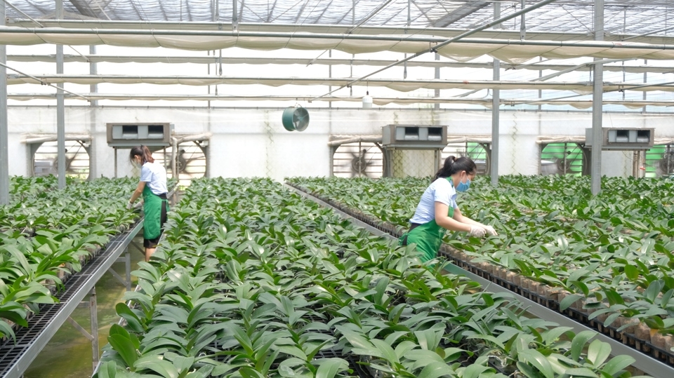 Ứng dụng công nghệ cao trong trồng và chăm sóc hoa tại huyện Mê Linh (TP Hà Nội).