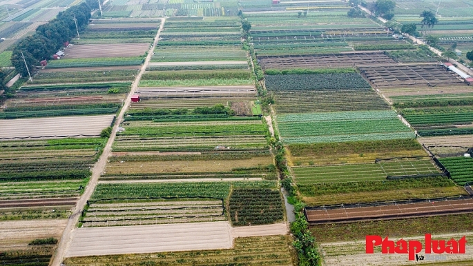 Đề nghị tiếp tục miễn thuế sử dụng đất nông nghiệp đến 31/12/2030. Ảnh: Khánh Huy