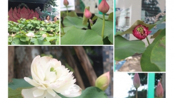 Hơn 30 loài hoa sen quý khoe sắc tại Lễ hội Sen Hà Nội 2024