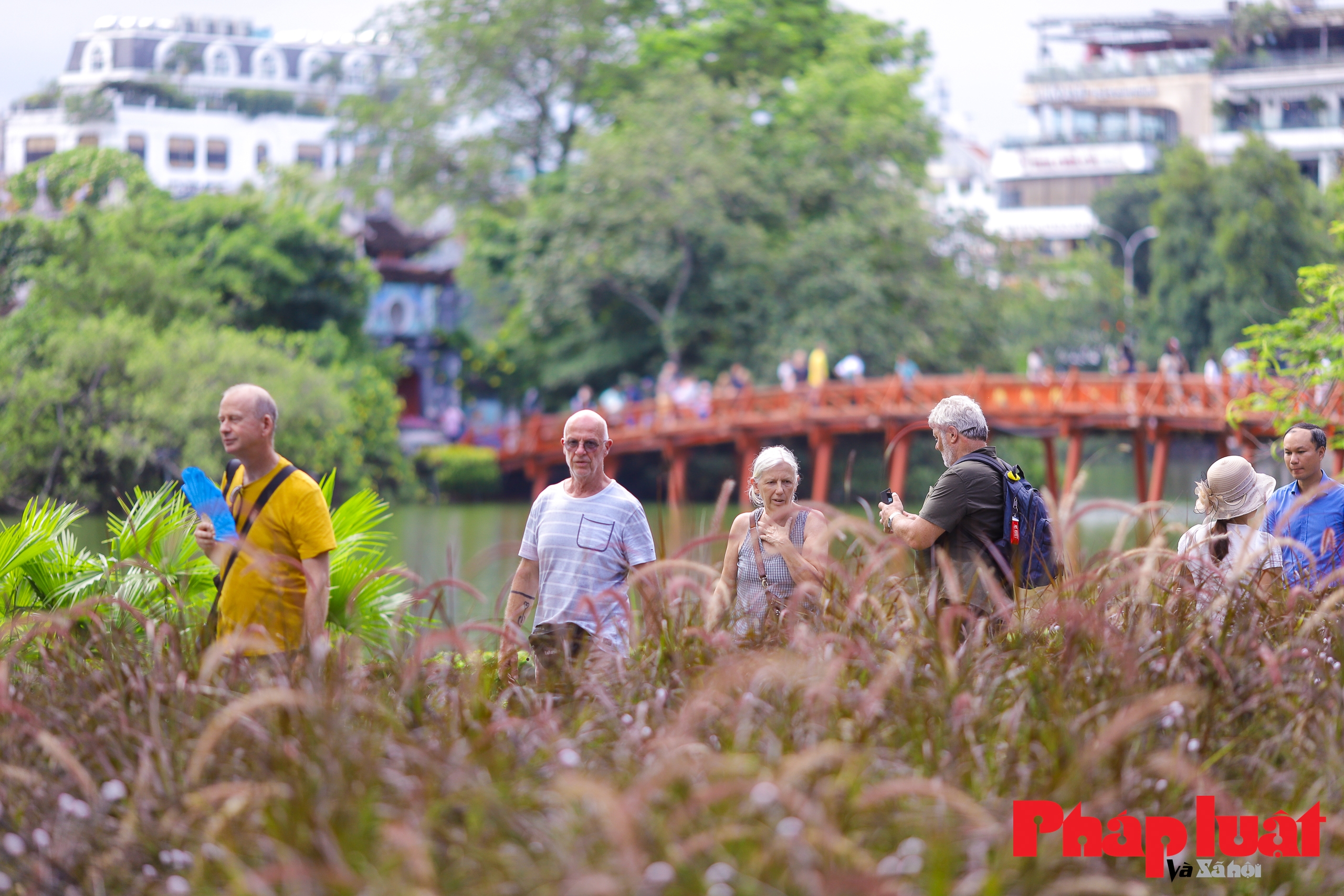 Thảm cỏ lau hồng độc nhất vô nhị tại Hà Nội