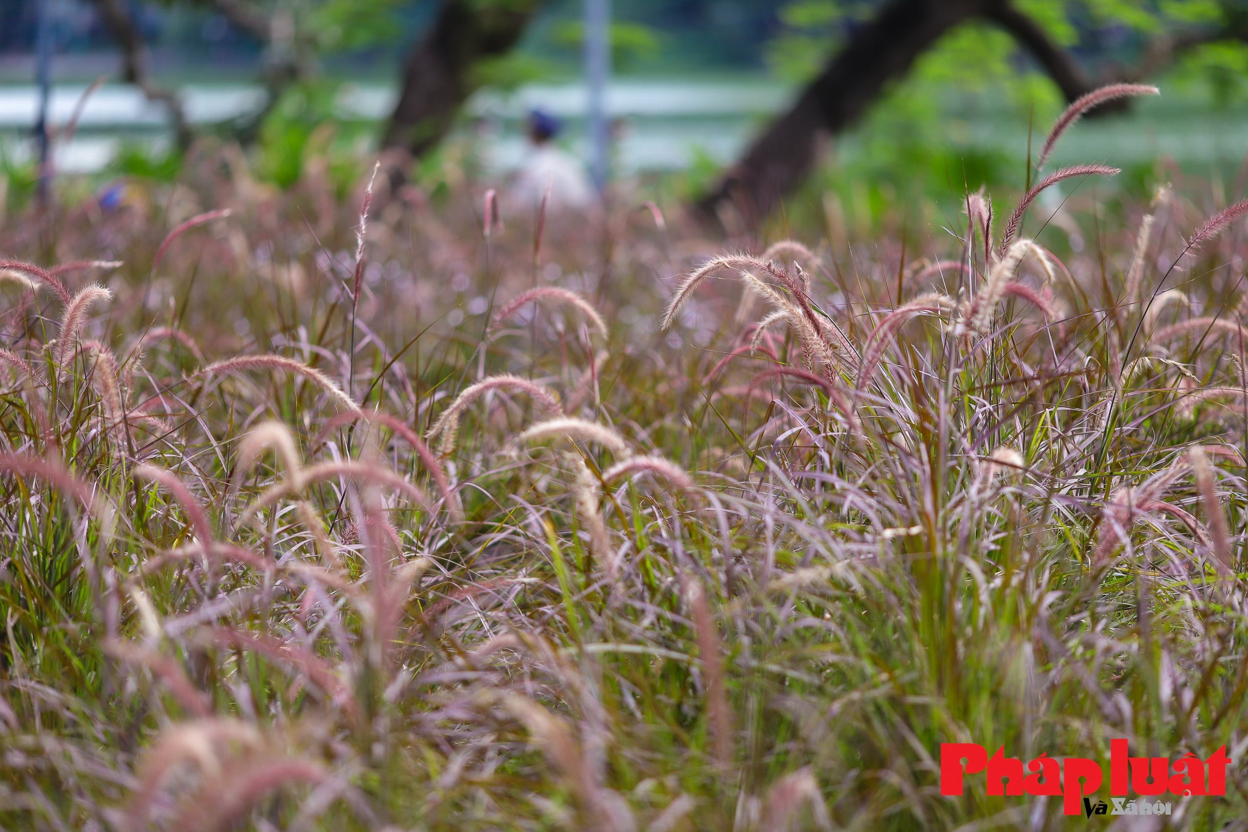 Thảm cỏ lau hồng độc nhất vô nhị tại Hà Nội